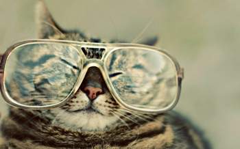 Cat-glasses-wallpaper