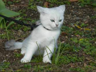 Nico-2015-04-03-16-05-08