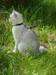 Nico-2015-05-02-16-43-56