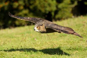 Fliegender-uhu-bubo-bubo-f0fd3132-ae9b-4721-8cd2-5fc67a446b88