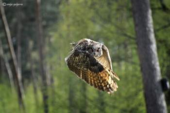 Uhu-fliegend
