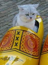 Nico-2016-04-10-16-35-50-holland-zaanse-schans