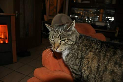 Kamin-kater