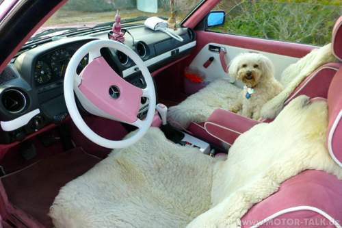 Imageinnenraum mit Hund