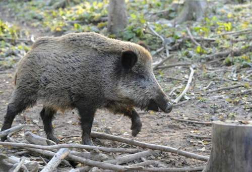 Wildschwein. Foto: HUK-COBURG