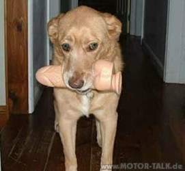 Dildo-dog
