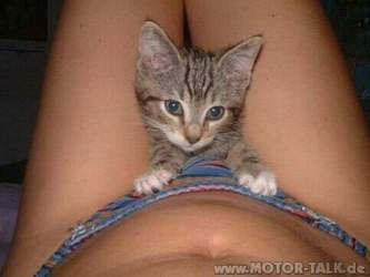 Muschi-katze