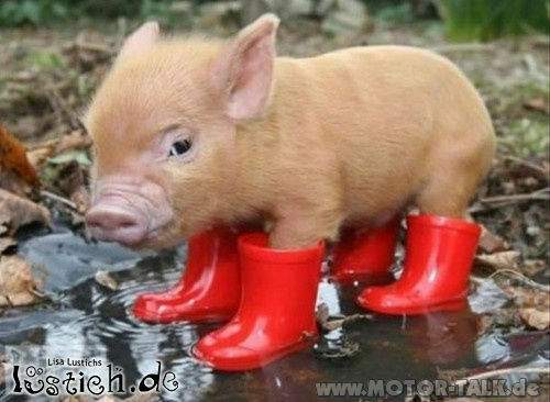 Das-gestiefelte-schweinchen