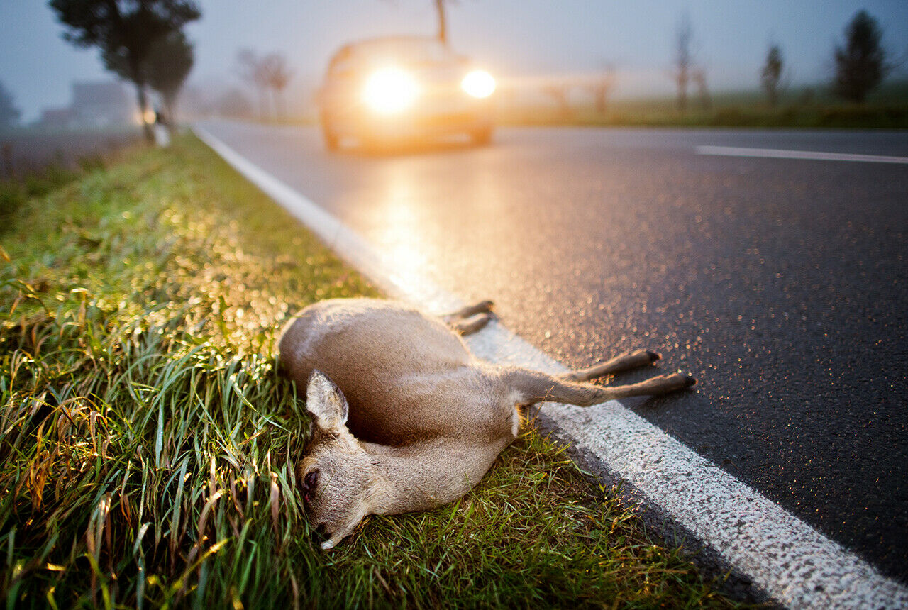 Innerhalb eines Pilotprojekts wird in Sachsen-Anhalt ein akustisches Warnsystem zur Vermeidung von Wildunfällen getestet. Ein Piepton soll die Tiere von der Straße fernhalten