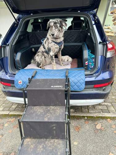Hundebett-und-treppe