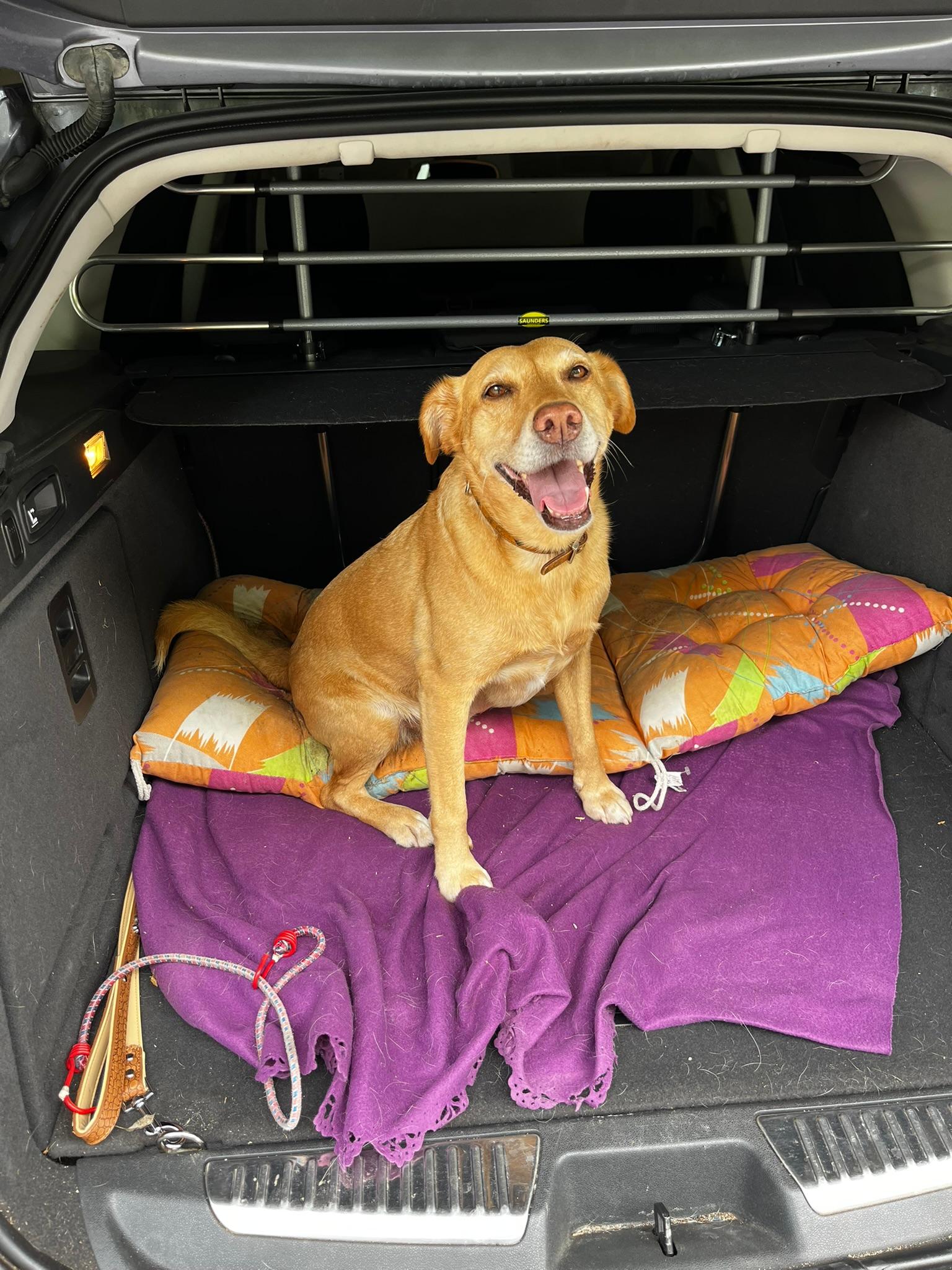 Hund im Auto ….wie transportiert ihr ihn?