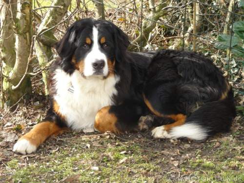 Rudi-4