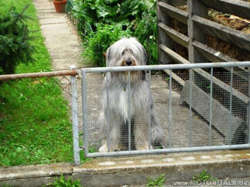 Hundedame