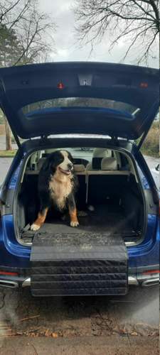 Hund im GLE