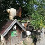 Tierpark Burgberger Land
