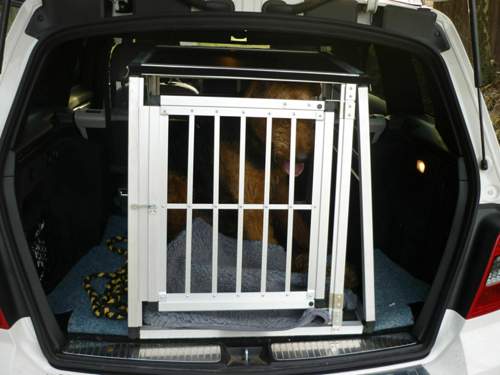 Hund in geschlossener Box