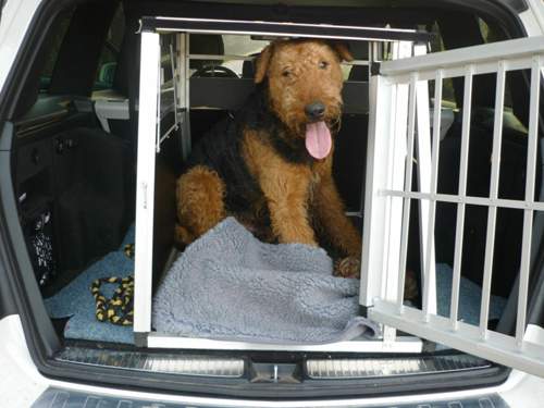 Hund kurz vorm Aussteigen