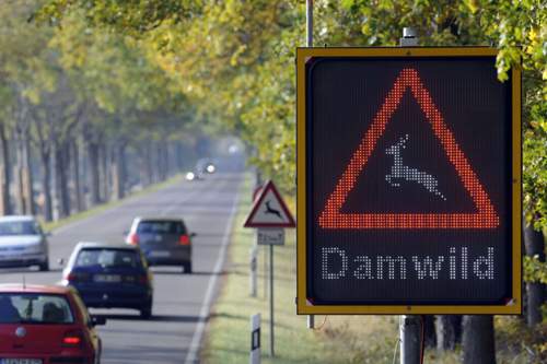 Das Risiko mit Wildtieren zusammenzustoßen, ist während der Dämmerung besonders hoch