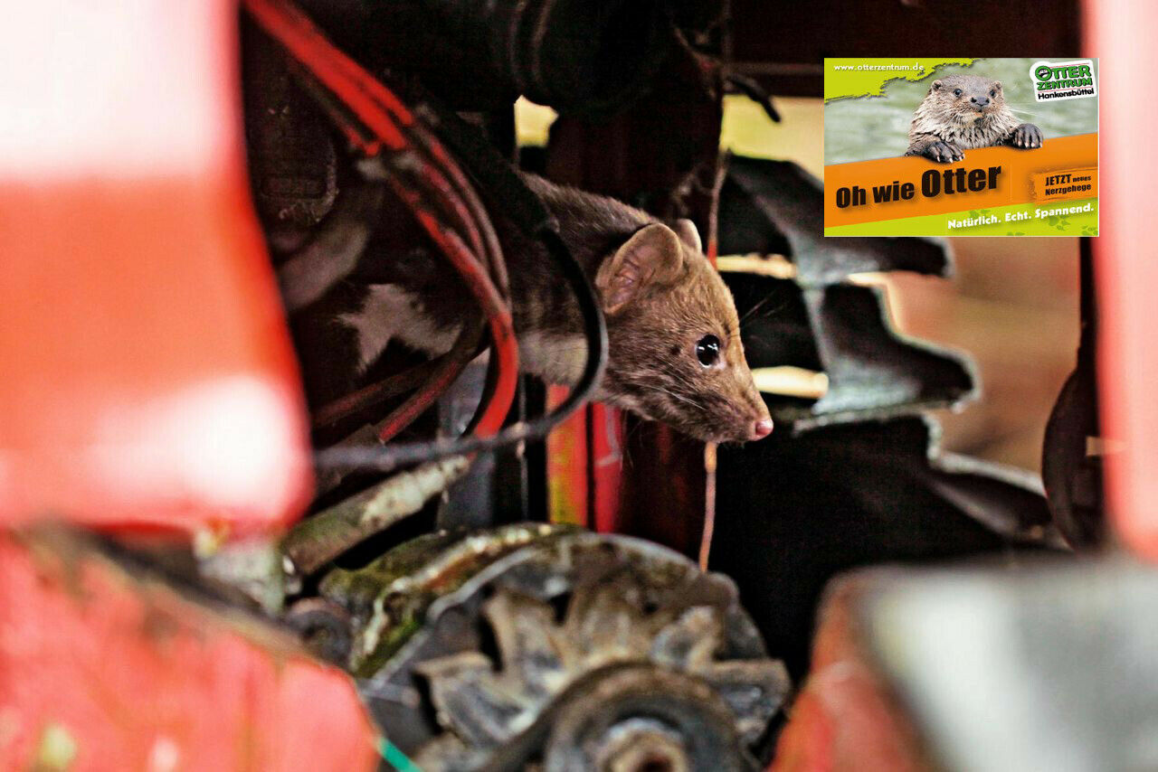 Welche Kabel und Schläuche beißt der Marder kaputt, welche nicht? Das testen die Autohersteller und Zulieferer im niedersächsischen Hankensbüttel