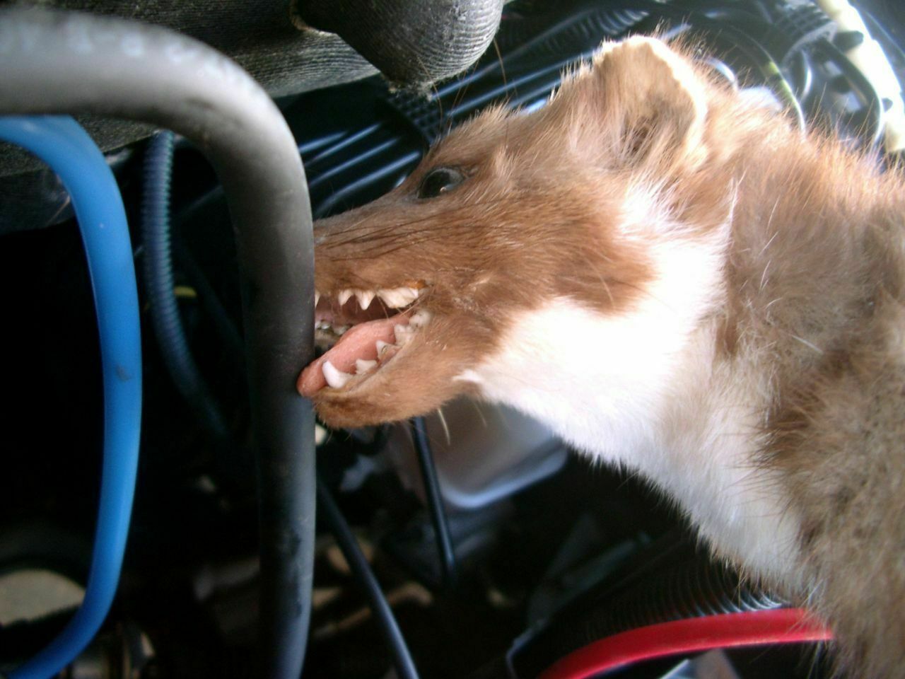 Diese Zähne gehören keinem Nagetier, sondern dem Steinmarder. Das Raubtier sucht die Nähe menschlicher Siedlungen - und wird vor allem im Sommer für Autos gefährlich