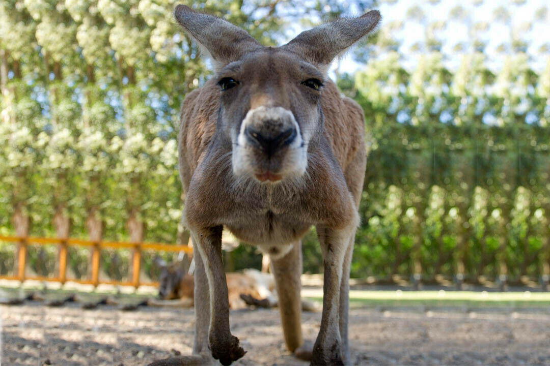 Kängurus sind schwer einzuschätzen, das erschwert Volvos Arbeit an der Känguru-Software