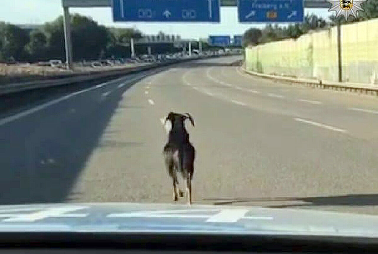 Am Sonntag sorgte der Ausflug eines Schafbocks für Stillstand auf der A81. Mit Unterstützung der Bundespolizei und einigen Verkehrsteilnehmern konnte das Tier eingefangen und die Autobahn kurz darauf wieder freigegeben werden