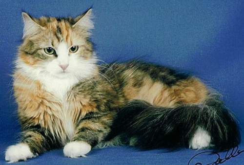 Katze