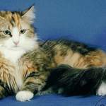 Katze