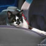 Carclean137