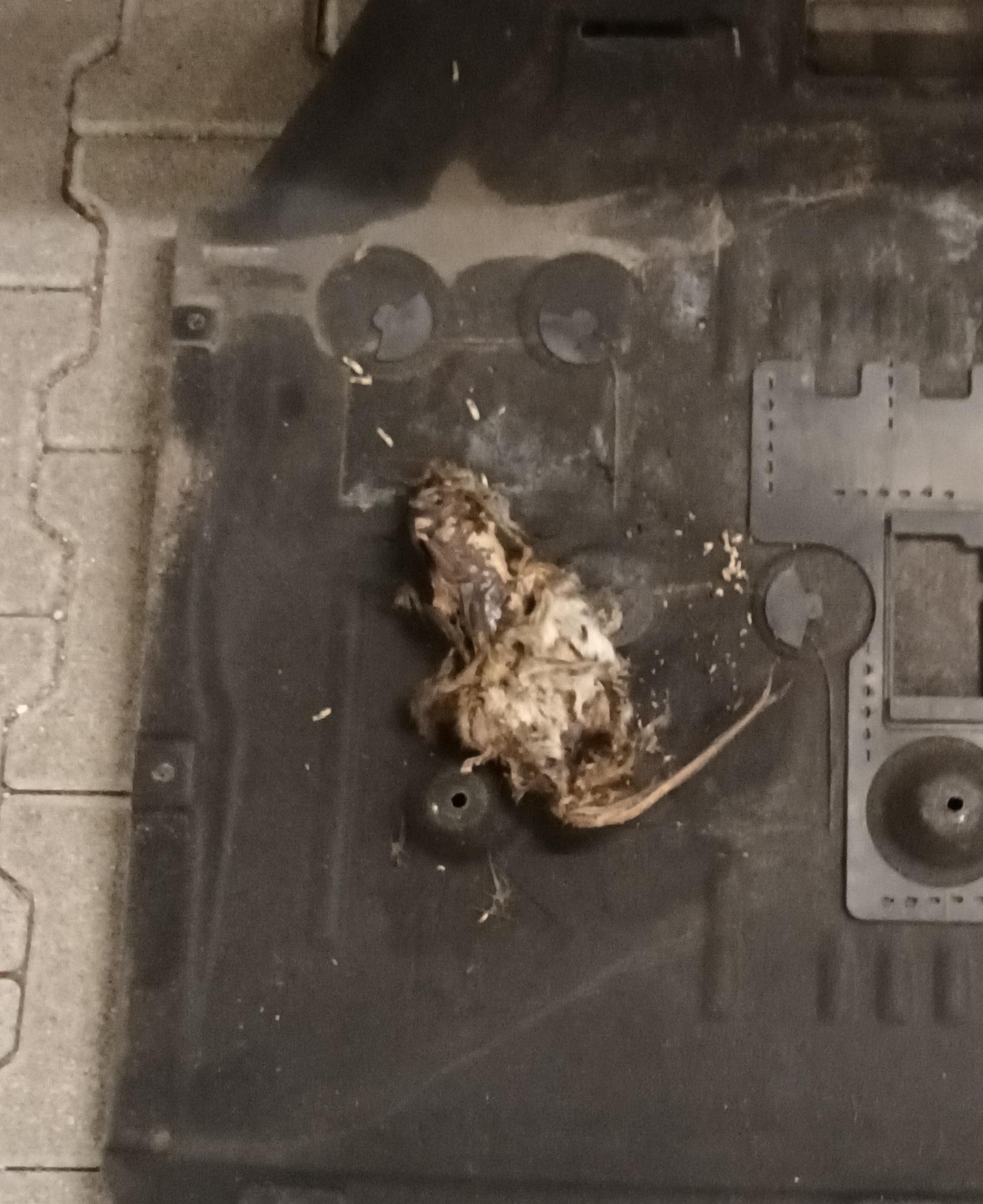 Kfz riecht nach dem Abstellen nach totem Tier?