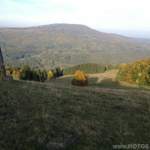 Dichte Wälder in bunten Farben