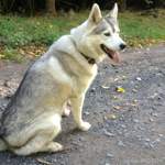 Unser Hund Hazel mag es im Wald