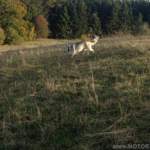 Mäusejagd an der Kissinger Hütte