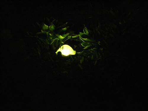 Turtle-nuclear-attack-mode