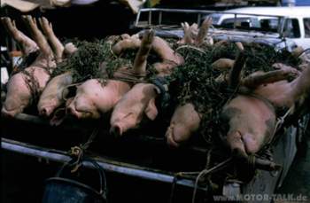 Schweinetransport