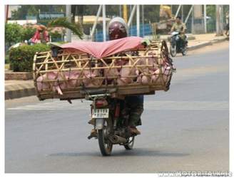 Schweinetransport-in-cambodia-a21138407
