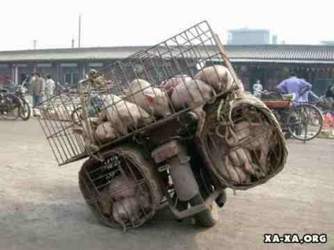 Schweinetransport