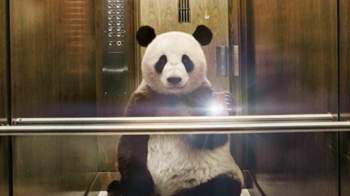 D0f27ae6f805482f90eff37f47fac9ea-selfies-pandas