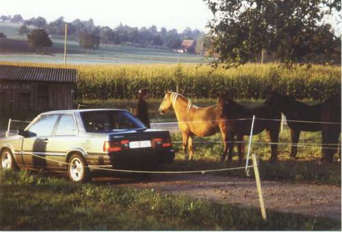 Bertone-pferde-2