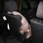 Img-2795