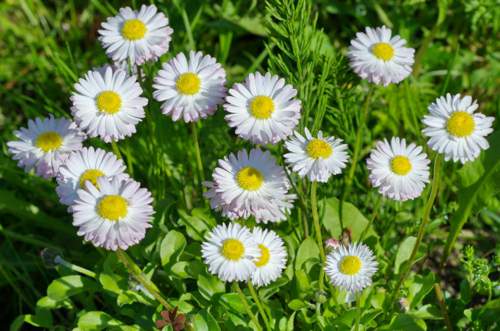 Gänseblümchen