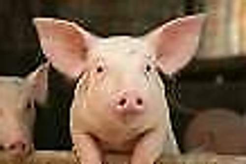 Schwein