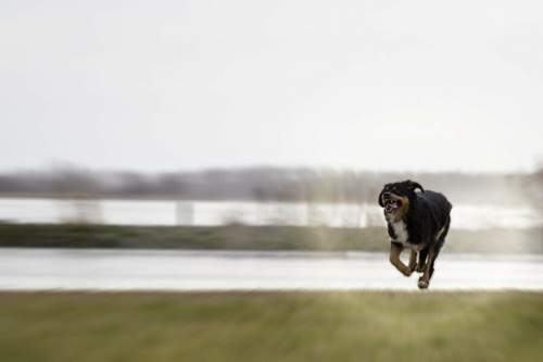 Dicker-Superhund