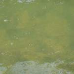 Monster-Forellen am Wupperufer bei Bayer