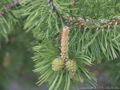 Naturbild1