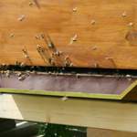 Anflugbrett mit Bienen