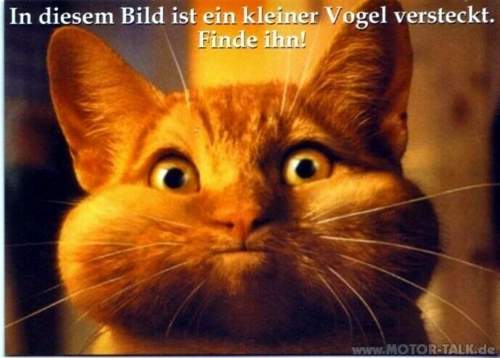 Katze-im-bild-vogel