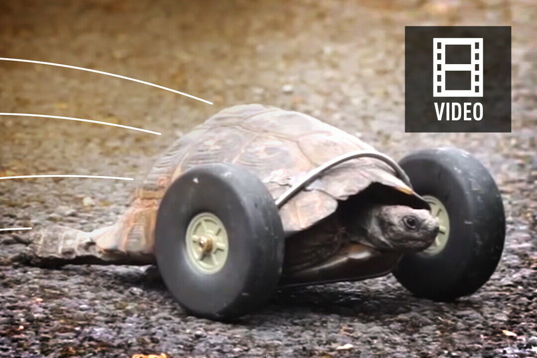 Nyooom! Die Schildkröte ist jetzt doppelt so schnell wie vorher