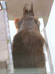Hörnchen schaut runter