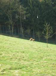 Kampf
